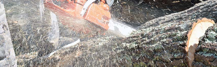 Tree Removal Services